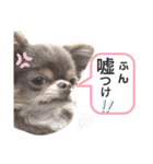 イザベラチワワのノエルちゃん（個別スタンプ：5）