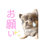 イザベラチワワのノエルちゃん（個別スタンプ：8）