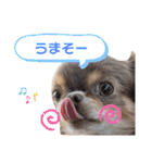 イザベラチワワのノエルちゃん（個別スタンプ：9）
