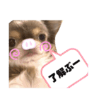 イザベラチワワのノエルちゃん（個別スタンプ：14）