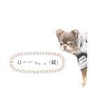 イザベラチワワのノエルちゃん（個別スタンプ：15）