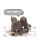 イザベラチワワのノエルちゃん（個別スタンプ：18）