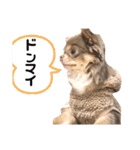 イザベラチワワのノエルちゃん（個別スタンプ：33）