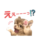 イザベラチワワのノエルちゃん（個別スタンプ：36）