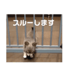 イザベラチワワのノエルちゃん（個別スタンプ：38）