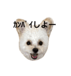 ころも日記 #飲み編（個別スタンプ：2）