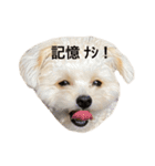 ころも日記 #飲み編（個別スタンプ：12）