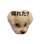 ころも日記 #飲み編（個別スタンプ：13）
