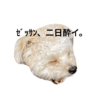 ころも日記 #飲み編（個別スタンプ：14）