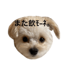 ころも日記 #飲み編（個別スタンプ：16）