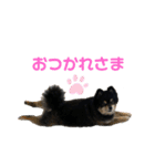 まゆげ系ポメラニアン❤️こっちゃん（個別スタンプ：3）