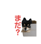 まゆげ系ポメラニアン❤️こっちゃん（個別スタンプ：12）