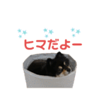 まゆげ系ポメラニアン❤️こっちゃん（個別スタンプ：18）