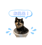 まゆげ系ポメラニアン❤️こっちゃん（個別スタンプ：32）
