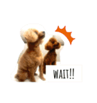 Tina＆Roy dog brothers（個別スタンプ：2）