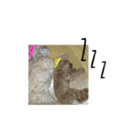 Tina＆Roy dog brothers（個別スタンプ：3）