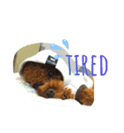 Tina＆Roy dog brothers（個別スタンプ：8）