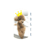 Tina＆Roy dog brothers（個別スタンプ：17）