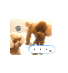 Tina＆Roy dog brothers（個別スタンプ：19）