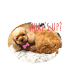Tina＆Roy dog brothers（個別スタンプ：20）