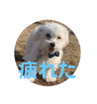 マルチーズのるるとまる2（個別スタンプ：5）