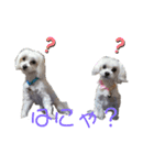 マルチーズのるるとまる2（個別スタンプ：7）