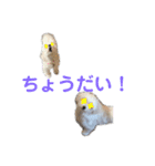 マルチーズのるるとまる2（個別スタンプ：8）