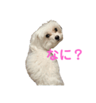マルチーズのるるとまる2（個別スタンプ：10）