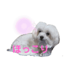 マルチーズのるるとまる2（個別スタンプ：12）
