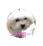 マルチーズのるるとまる2（個別スタンプ：15）