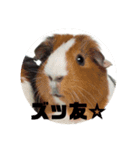 #丁寧な暮らし（個別スタンプ：5）
