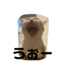 ポチスタンプ1（個別スタンプ：8）