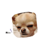 息子と子犬（個別スタンプ：5）