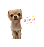 息子と子犬（個別スタンプ：8）