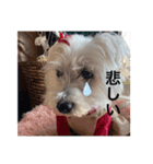 coco元気娘（個別スタンプ：4）