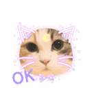 猫のぱみゅ（個別スタンプ：4）