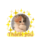 猫のぱみゅ（個別スタンプ：6）