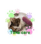 猫のぱみゅ（個別スタンプ：8）