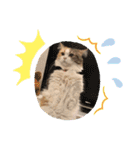 猫のぱみゅ（個別スタンプ：10）