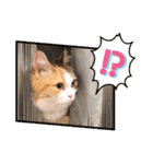 猫のぱみゅ（個別スタンプ：11）