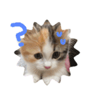 猫のぱみゅ（個別スタンプ：13）