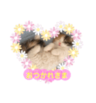 猫のぱみゅ（個別スタンプ：14）