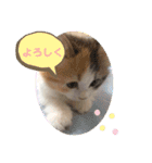 猫のぱみゅ（個別スタンプ：15）