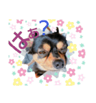 ごんchan2（個別スタンプ：2）