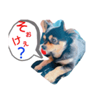 ごんchan2（個別スタンプ：3）