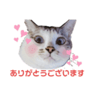こたてつ②（個別スタンプ：1）