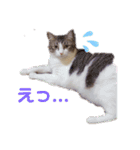 こたてつ②（個別スタンプ：5）