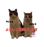 こたてつ②（個別スタンプ：6）