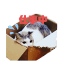こたてつ②（個別スタンプ：8）