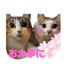 こたてつ②（個別スタンプ：11）